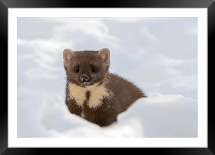 Pine Marten in the Snow in Winter Framed Mounted Print by Arterra 