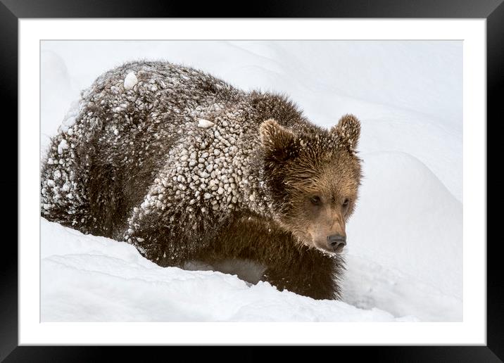 Brown Bear Cub in Winter Framed Mounted Print by Arterra 