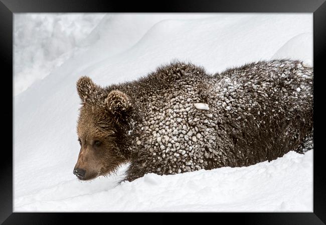 Brown Bear Cub in the Snow Framed Print by Arterra 