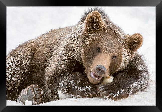 Brown Bear Cub Chewing Bone Framed Print by Arterra 