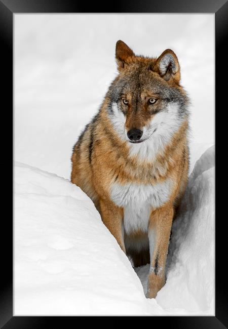 Wolf in the Snow in Winter Framed Print by Arterra 