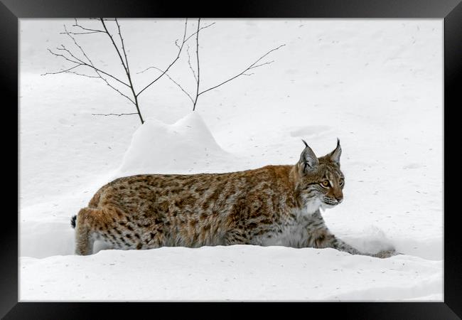 Lynx Hunting in the Snow in Winter Framed Print by Arterra 