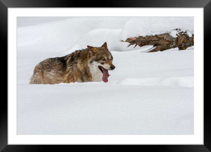 Wolf Hunting in the Snow in Winter Framed Mounted Print by Arterra 