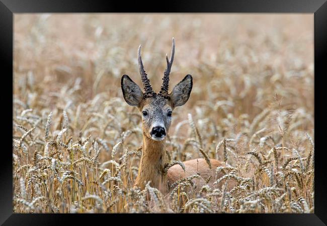 Roe Deer in Wheat Field Framed Print by Arterra 
