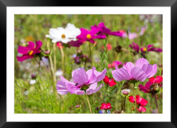 Colourful Wildflowers Framed Mounted Print by Arterra 