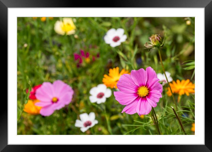 Colorful Wildflowers in Meadow Framed Mounted Print by Arterra 