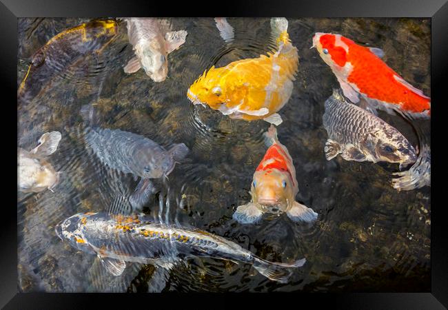 Colourful Koi Fish Framed Print by Arterra 