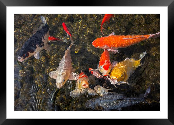 Colourful Koi Fishes Framed Mounted Print by Arterra 