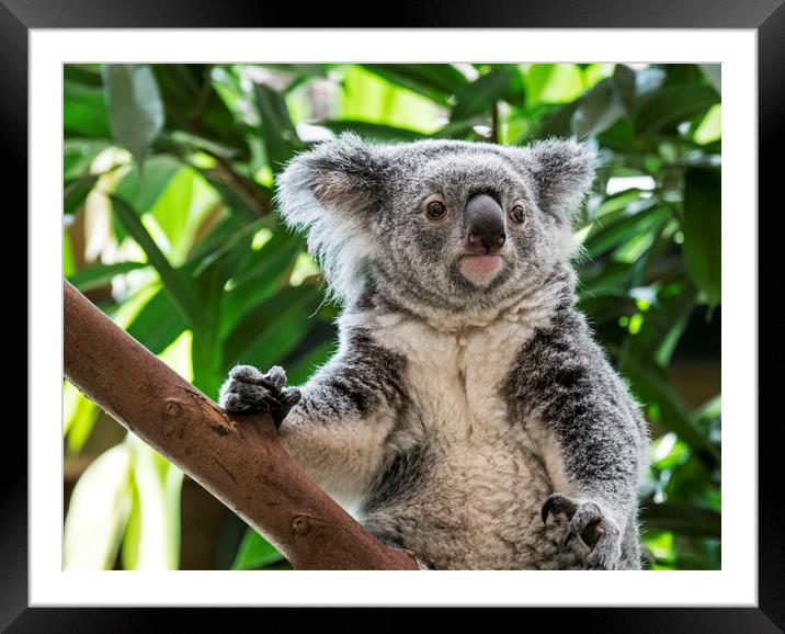 Cute Koala in Tree Framed Mounted Print by Arterra 