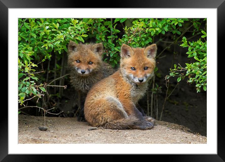 Cute Red Fox Cubs Framed Mounted Print by Arterra 