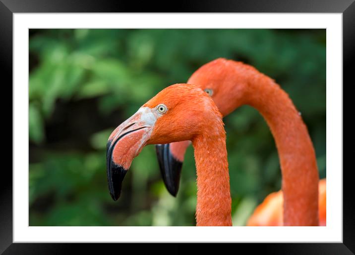 American Flamingos Framed Mounted Print by Arterra 