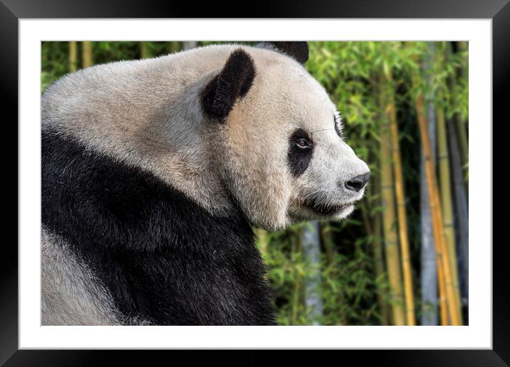 Giant Panda Bear in Bamboo Forest Framed Mounted Print by Arterra 