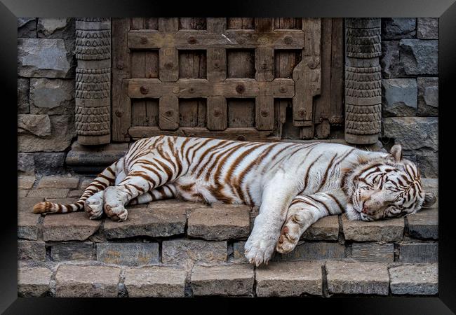 White Tiger in Indian Temple Framed Print by Arterra 
