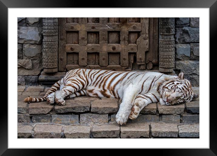 White Tiger in Indian Temple Framed Mounted Print by Arterra 