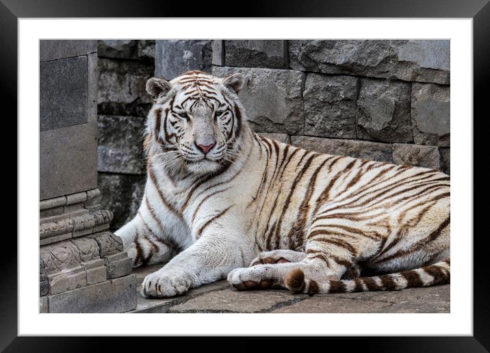 White Tiger in Indian Temple Framed Mounted Print by Arterra 