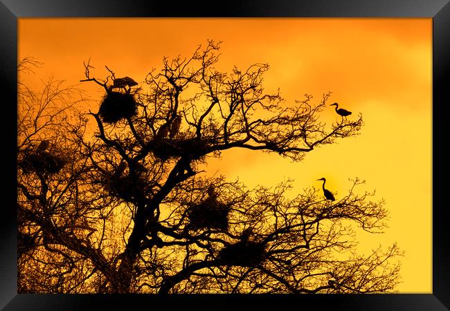 Heronry at Sunset Framed Print by Arterra 