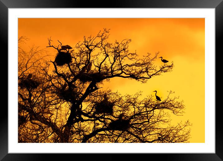 Heronry at Sunset Framed Mounted Print by Arterra 