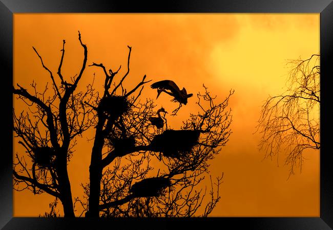 Grey Heron Landing on Nest at Sunset Framed Print by Arterra 