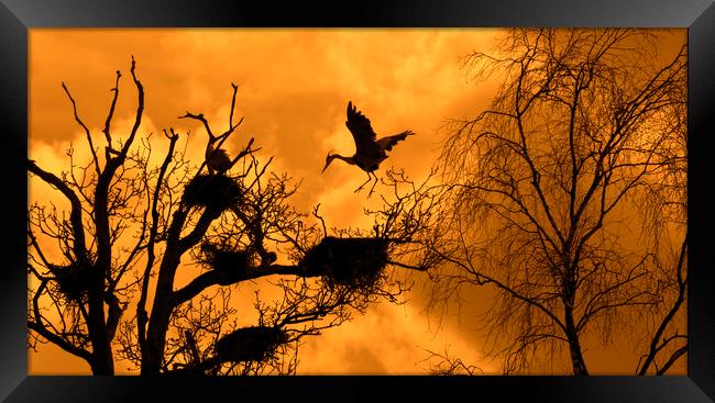 Heron Rookery at Sunset Framed Print by Arterra 
