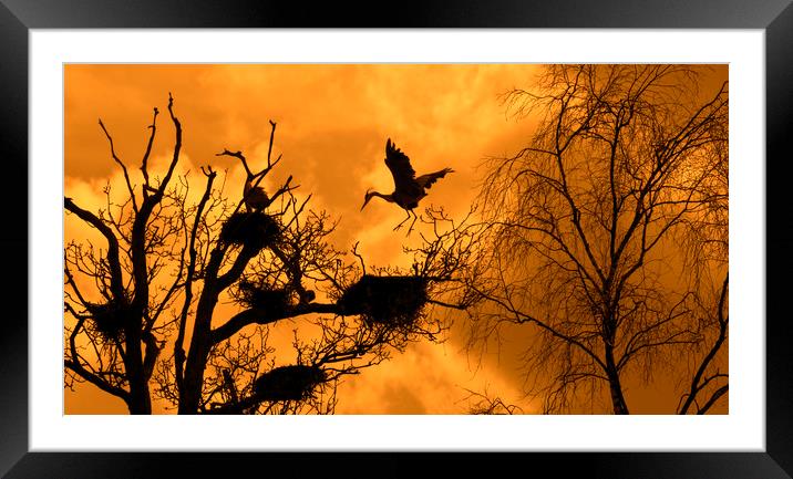 Heron Rookery at Sunset Framed Mounted Print by Arterra 