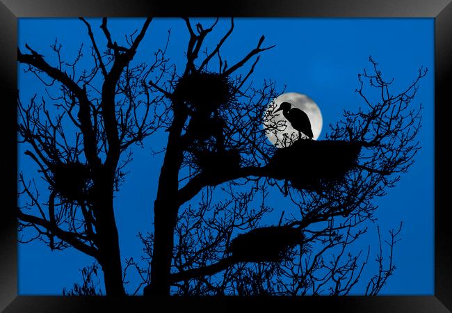 Heron on Nest at Night Framed Print by Arterra 