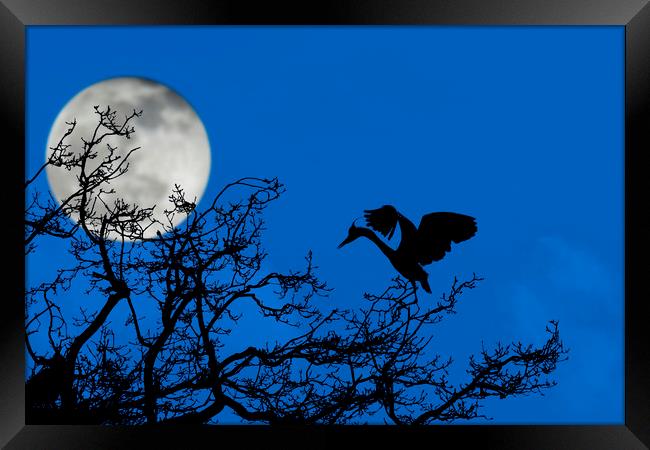 Grey Heron in Tree at Full Moon Framed Print by Arterra 