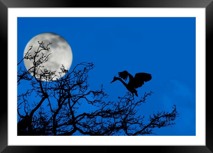 Grey Heron in Tree at Full Moon Framed Mounted Print by Arterra 