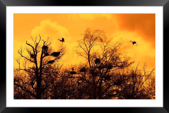 Grey Herons Landing in Tree at Heronry at Sunset Framed Mounted Print by Arterra 