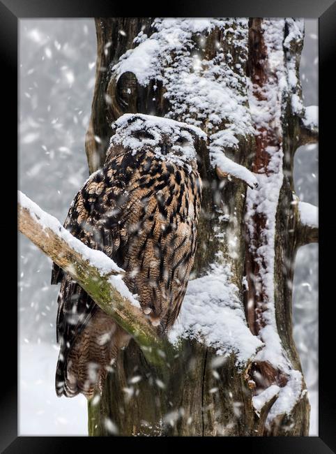 Eagle Owl in Snowstorm Framed Print by Arterra 