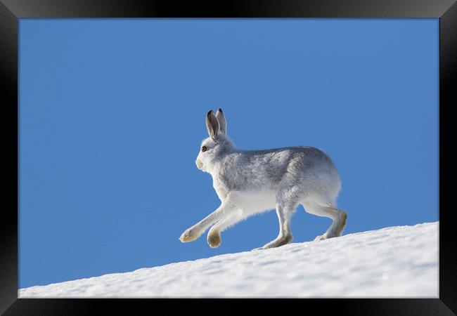 Mountain Hare in Winter Framed Print by Arterra 