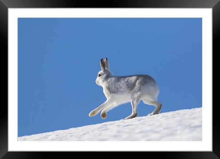 Mountain Hare in Winter Framed Mounted Print by Arterra 