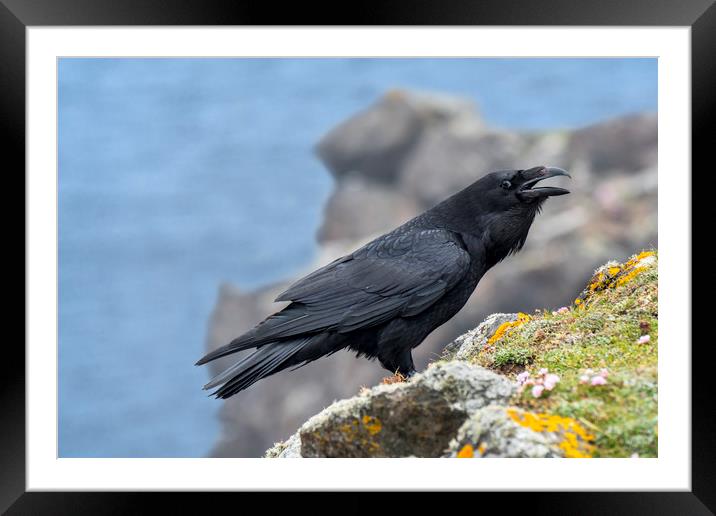 Raven in Scotland Framed Mounted Print by Arterra 
