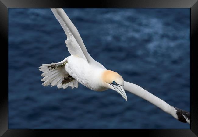 Northern gannet in Flight Framed Print by Arterra 