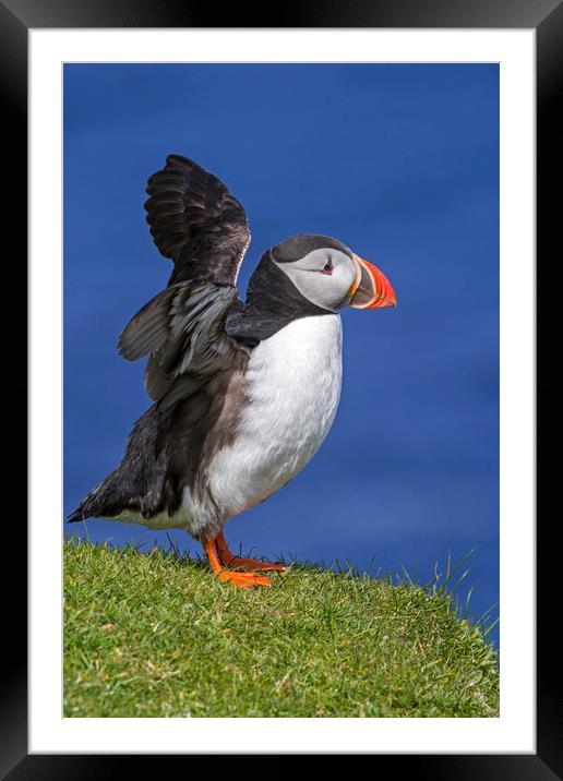 Puffin Stretching Wings Framed Mounted Print by Arterra 