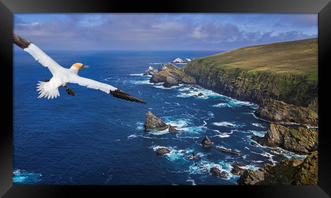 Gannet flying over Hermaness, Shetland Framed Print by Arterra 