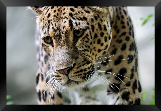 Persian Leopard Framed Print by Arterra 