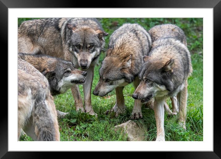 Welcome in the Wolf Pack Framed Mounted Print by Arterra 