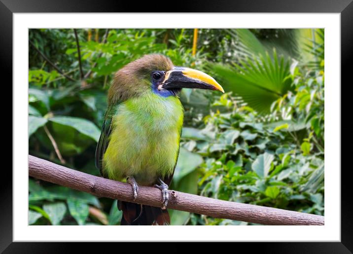 Blue-throated Toucanet Framed Mounted Print by Arterra 