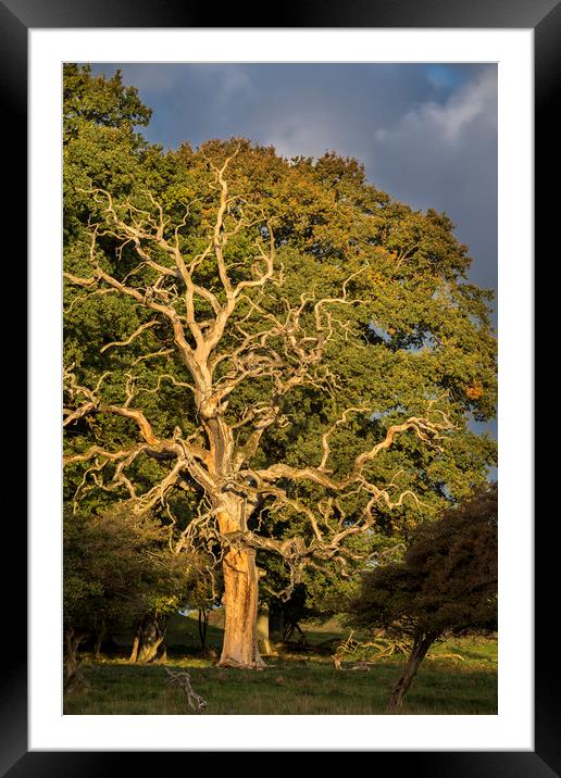 Dead English Oak Tree Framed Mounted Print by Arterra 