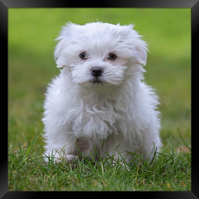 Cute Maltese Puppy Framed Print by Arterra 