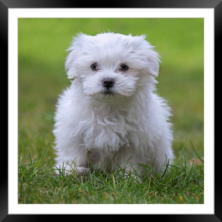 Cute Maltese Puppy Framed Mounted Print by Arterra 