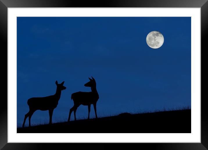Red Deer Hinds at Night Framed Mounted Print by Arterra 