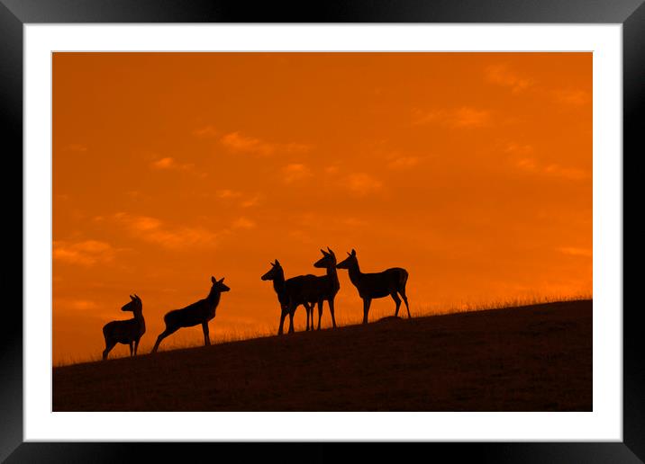 Red Deer Hinds at Sunset Framed Mounted Print by Arterra 