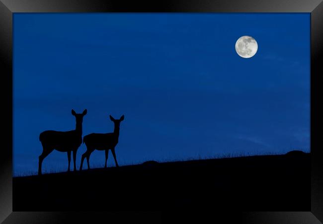 Red deer with Young at Night Framed Print by Arterra 