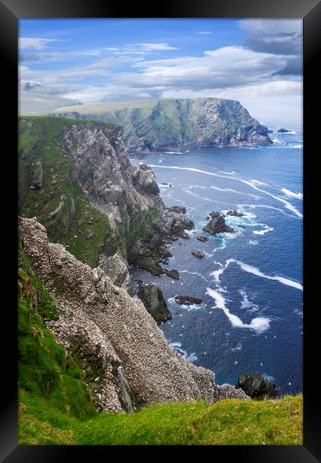 Seabird Colony in Hermaness, Unst, Shetland Island Framed Print by Arterra 