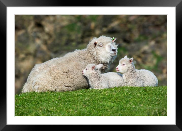 Sheep with Two Lambs Framed Mounted Print by Arterra 