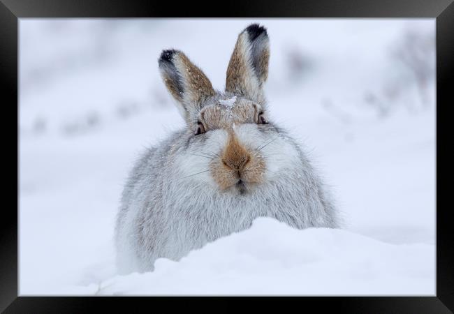 Mountain Hare in the Snow Framed Print by Arterra 