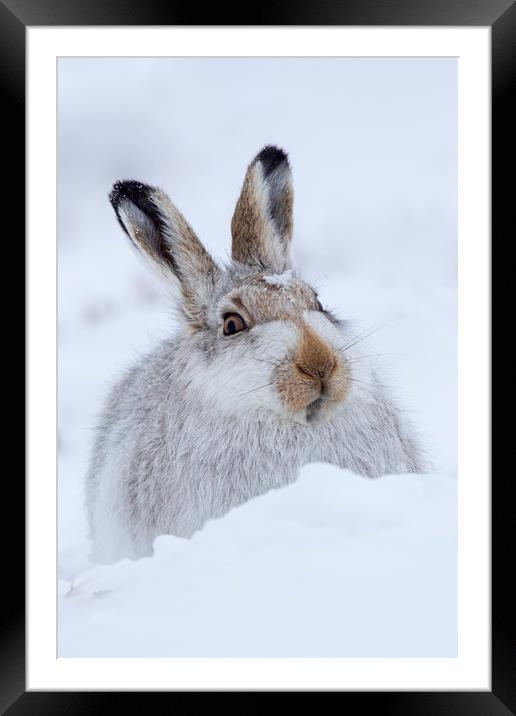 Scottish Snow Hare Framed Mounted Print by Arterra 