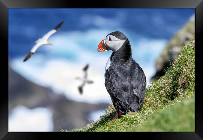 Puffin watching Gannets Framed Print by Arterra 