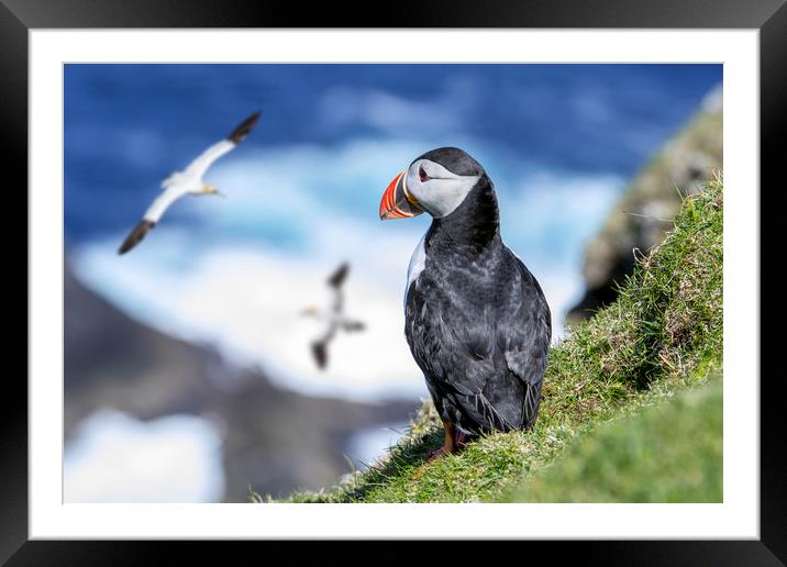 Puffin watching Gannets Framed Mounted Print by Arterra 